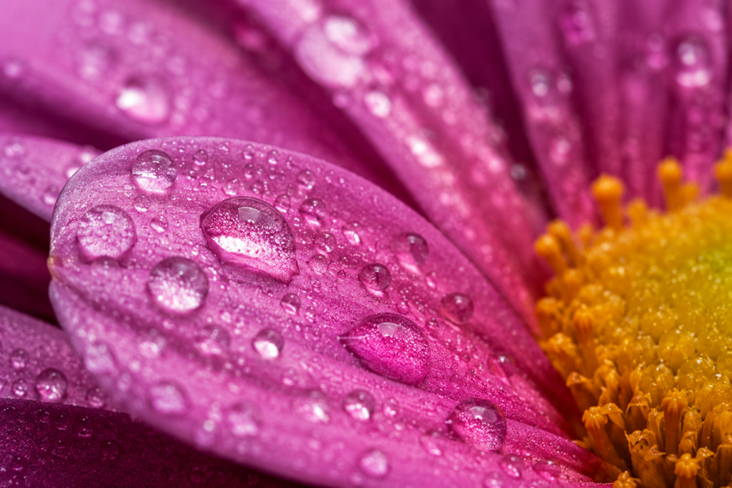 smartphone-macro-photography-flower-close-up